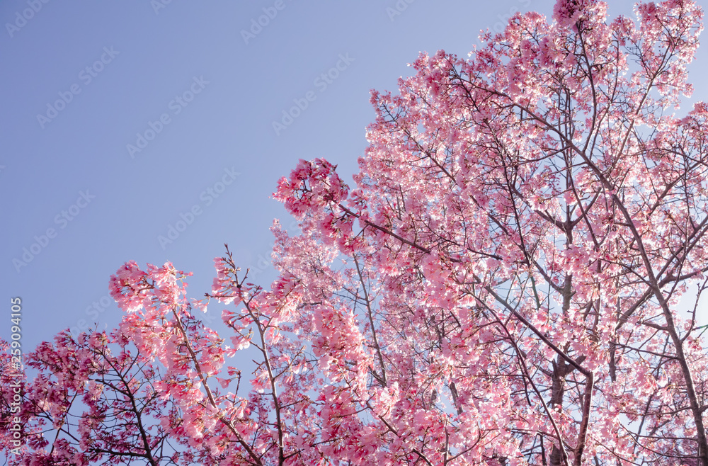 Full bloom Sakura in sunlight