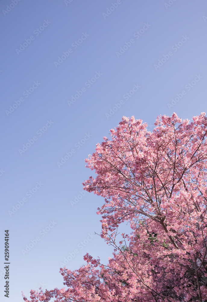 Full bloom Sakura and blue sky background
