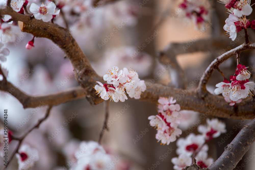 Spring border or background art with pink blossoms. Nature scene with blooming apricot tree. Spring border or background art with pink blossoms. Nature scene with blooming apricot tree.