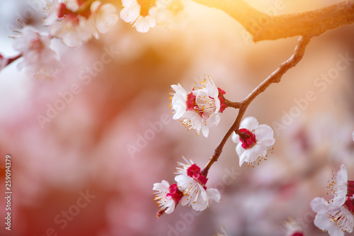 Spring border or background art with pink blossoms. Nature scene with blooming apricot tree. © Patrick Daxenbichler