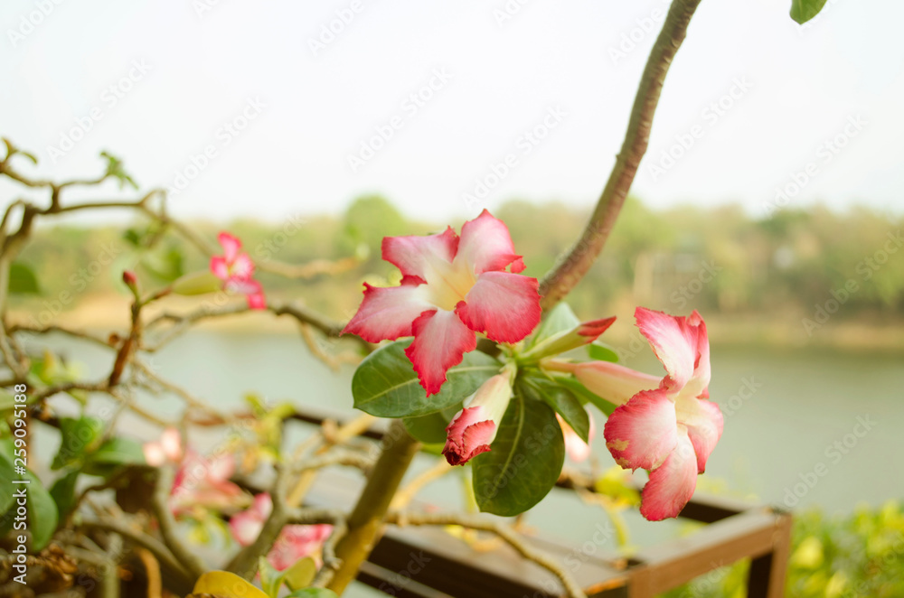 Obraz premium flowers on a white background