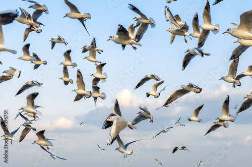 Seagulls on the flight