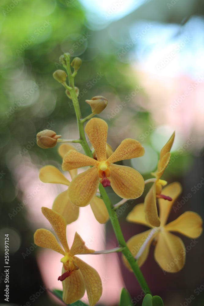 Fototapeta premium yellow flower