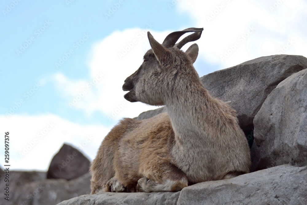 Fototapeta premium Goat in the mountains