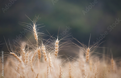 Close up of golden ripe barley plants in the barley field