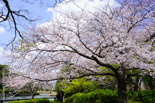 Cheery Blossom Tree in Omura, Nagasaki, Japan