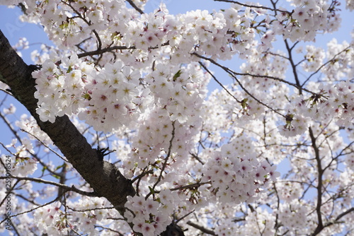 Cherry blossoms close look, beautiful spring season