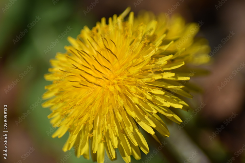 Blühender Löwenzahn (Taraxacum sect. Ruderalia) Blühender Löwenzahn (Taraxacum sect. Ruderalia)