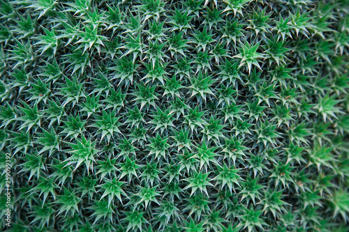 Abromeitiella brevifolia. Full frame,natural green plant background. photo