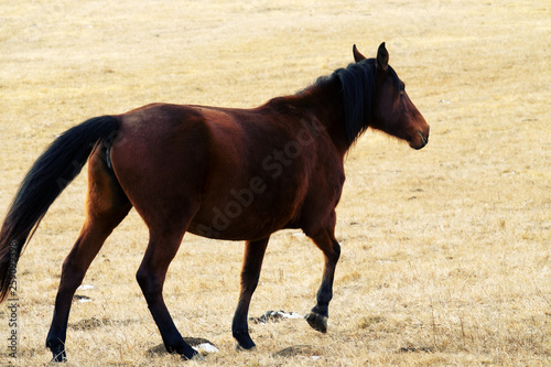 Kabardian breed of riding horses photo