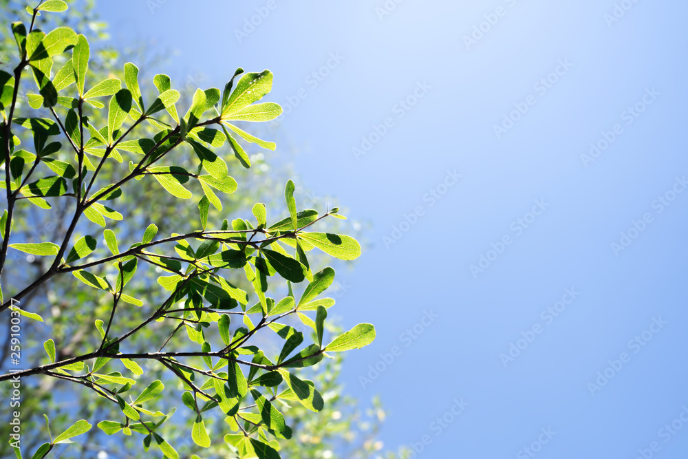 Leaves trees on blue sky background