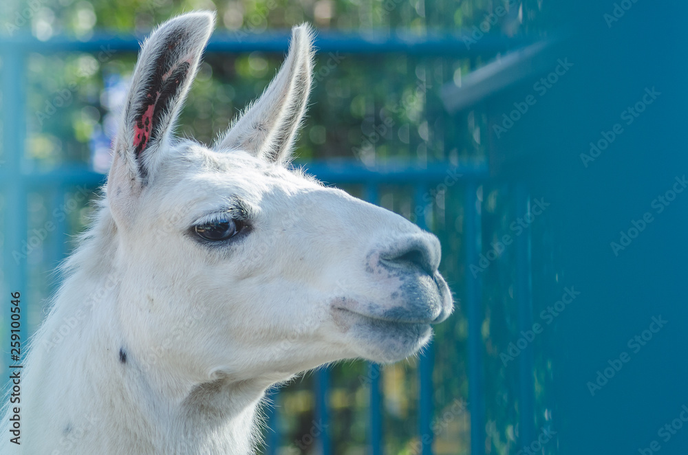 Obraz premium Portrait of a llama in the ZOO