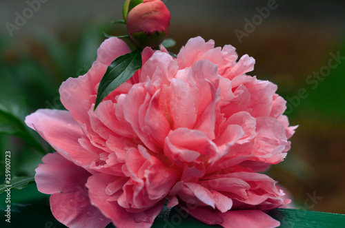 Fototapeta Naklejka Na Ścianę i Meble -  Close up of beautiful 'Coral Charm' Peony flower blooming in the garden. Color of the year 2019 - Living Coral