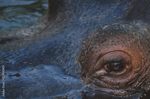 Close view on a hippo's eye 