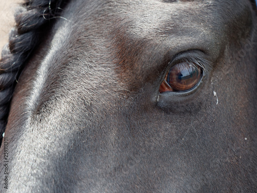 beautiful black thoroughbred horse in the pen