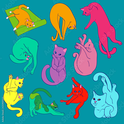 Yoga cats