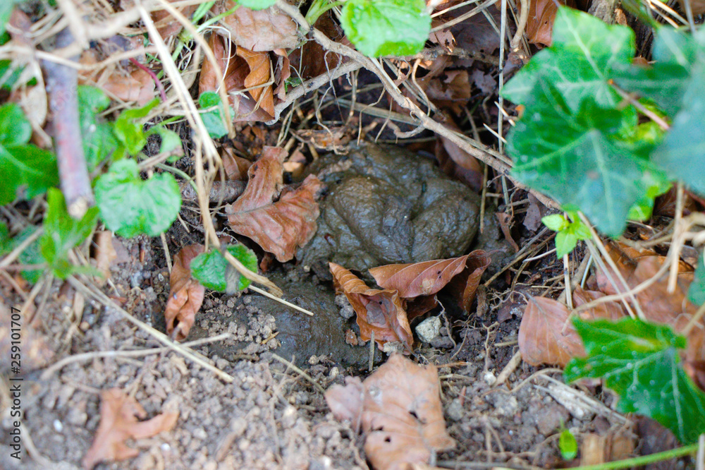 Badger's latrine with fresh poop (signs from wild animals) Badger's latrine with fresh poop (signs from wild animals)