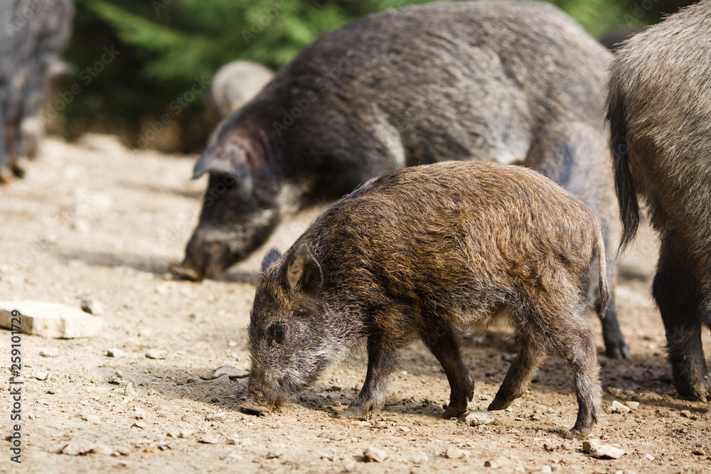 Wild pigs in the summer forest Wild pigs in the summer forest