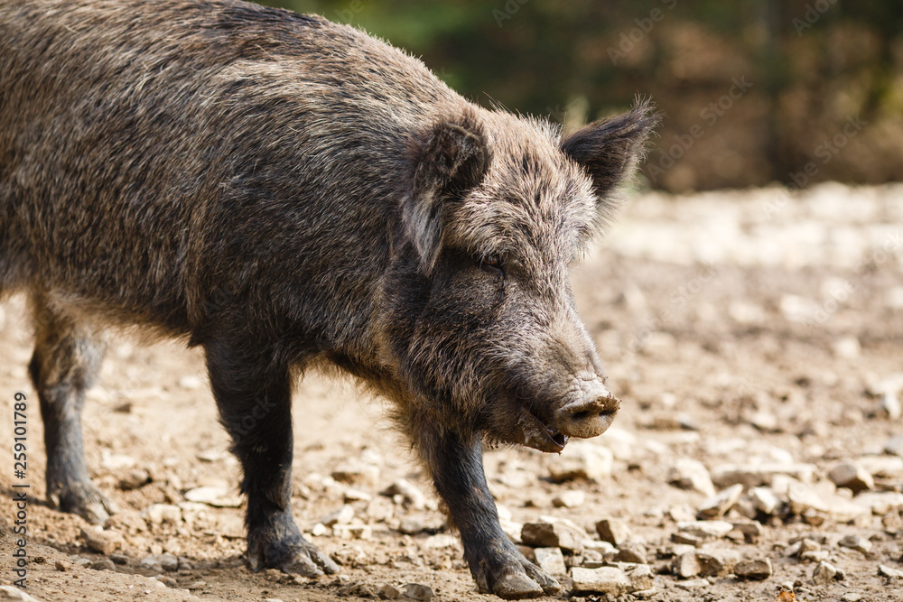 Wild pigs in the summer forest