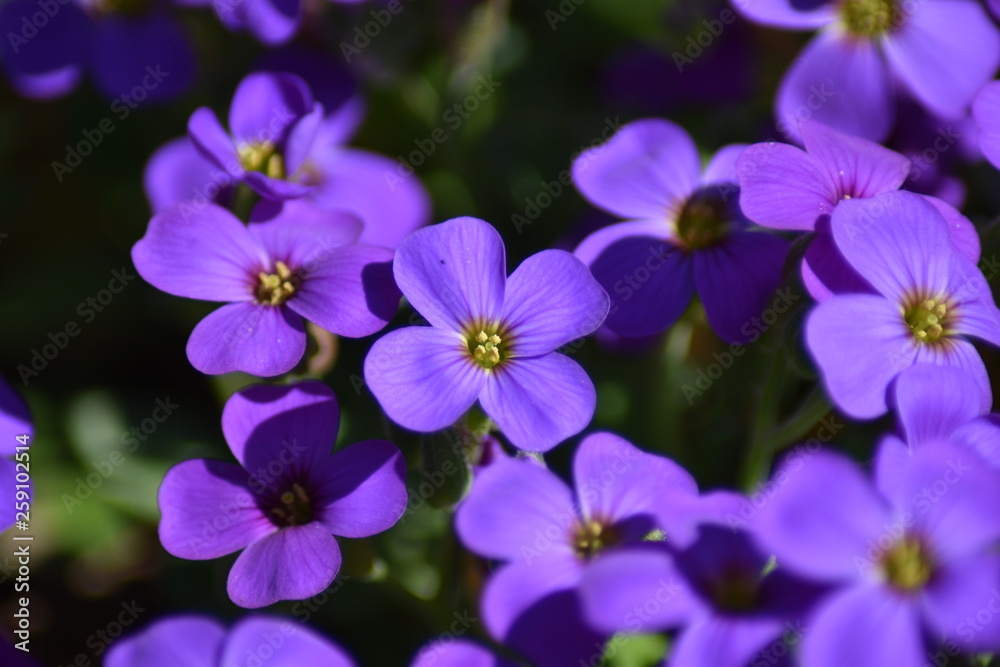 Blühende Blaukissen (Aubrieta) Blühende Blaukissen (Aubrieta)