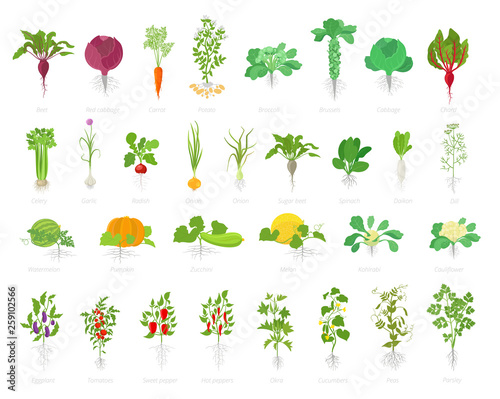 Agricultural plant icon set. Vector farm plants. Beets cabbage carrots potatoes celery garlic and many other. Popular vegetables set.