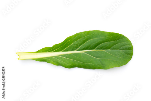 Image of green leaf(Leaf mustard) on white background. Nature.