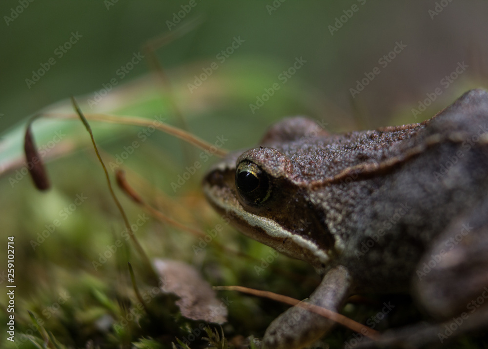 Fototapeta premium Little frog 3