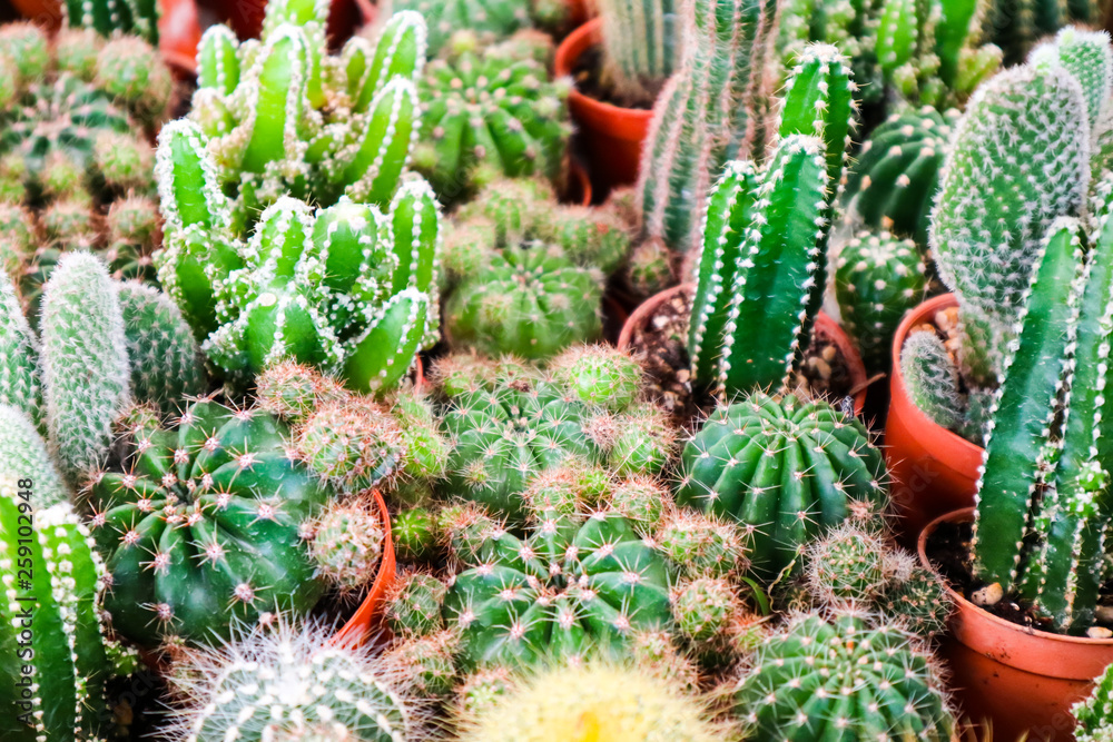 multi of cactus on dirt pot put on terrarium to decor and interior multi of cactus on dirt pot put on terrarium to decor and interior