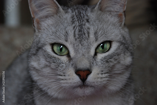 Grey cat with green eyes looks at the camera