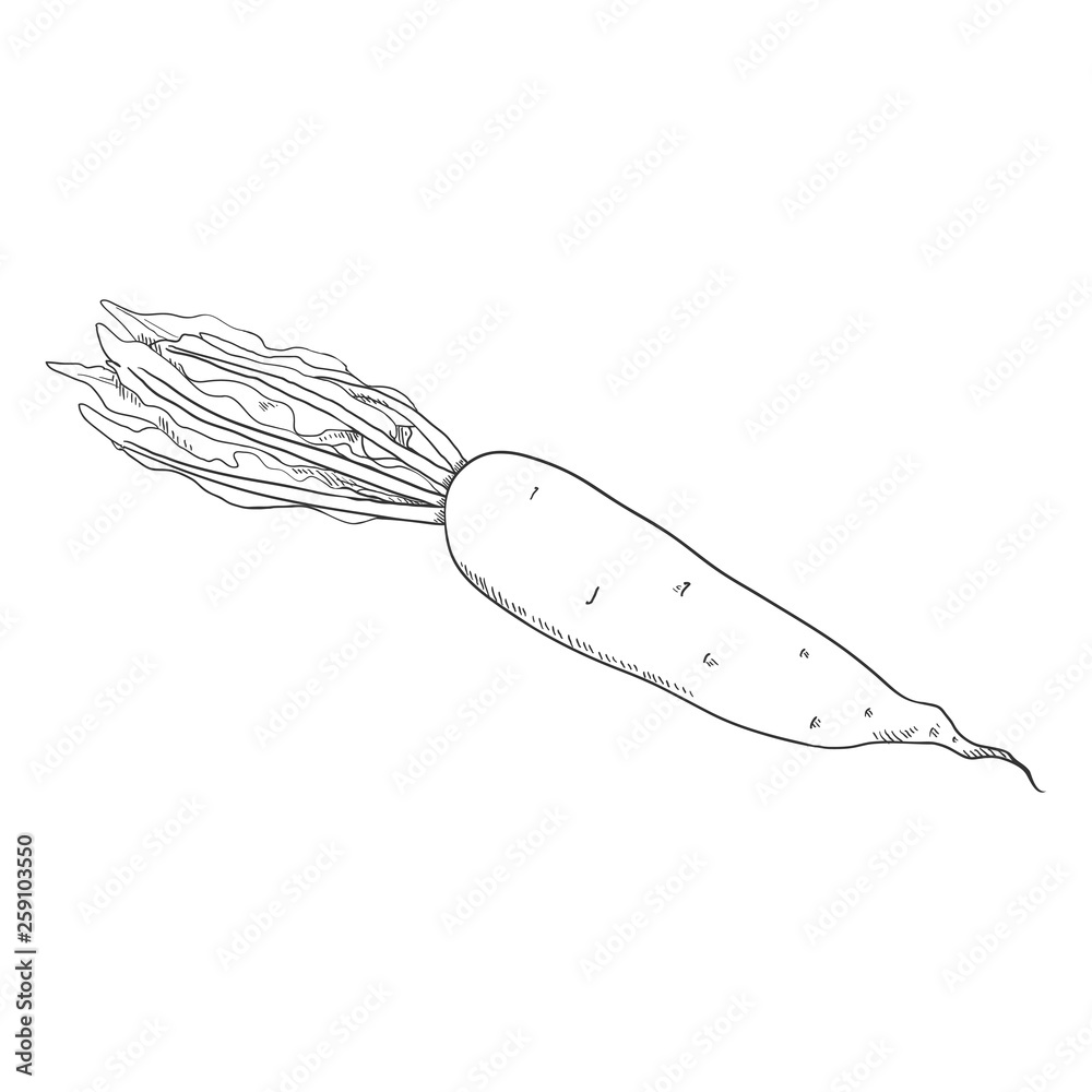 Vector Sketch Japanese Radish Daikon Vector Sketch Japanese Radish Daikon