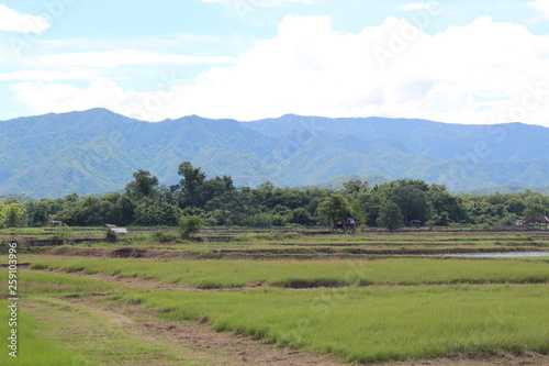 landscape with green field and blue sky © alongkorn