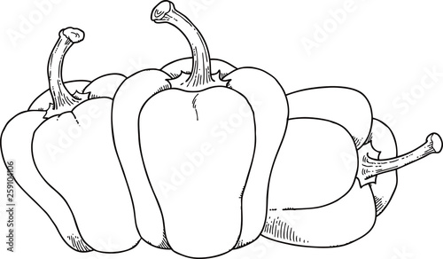 paprika on white background for coloring