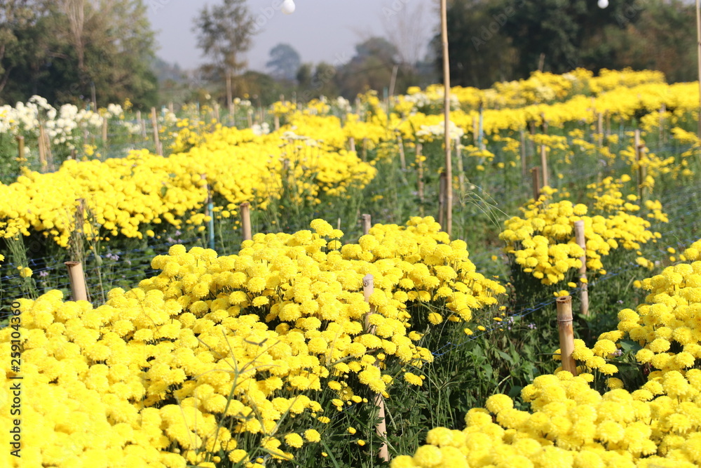 Obraz premium flower