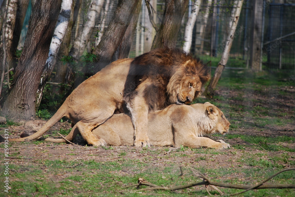 Naklejka premium Reproduction lion