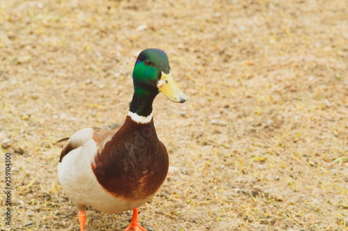 duck on grass