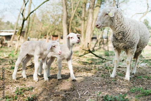 Spring the easter time in real world on farm  sheep and lambs on