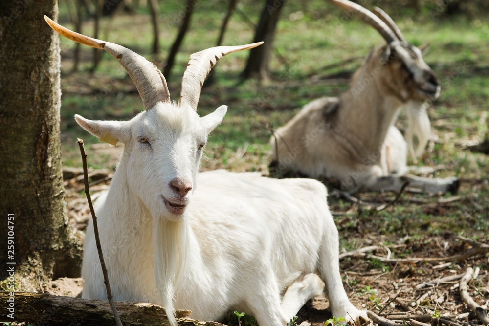 White goat with big horns lying on grass on bio ecological farm. White goat with big horns lying on grass on bio ecological farm.