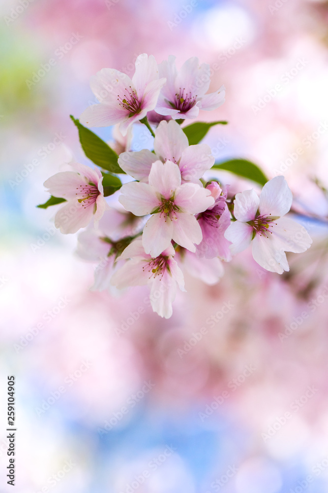 Nahaufnahme von hellrosa Kirschblüten im sonnigen Frühling Nahaufnahme von hellrosa Kirschblüten im sonnigen Frühling