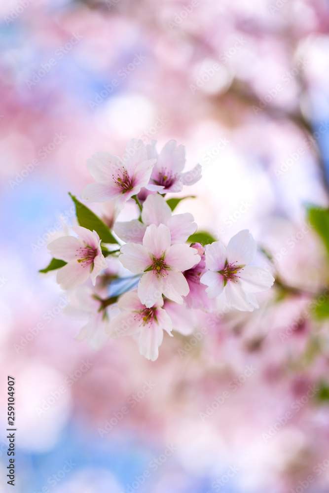 Nahaufnahme von hellrosa Kirschblüten im sonnigen Frühling Nahaufnahme von hellrosa Kirschblüten im sonnigen Frühling