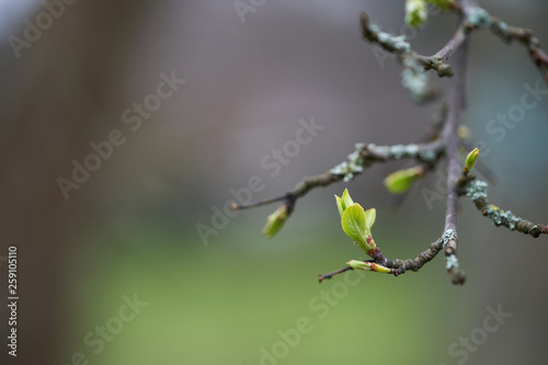 Branch Coming to life  © Alexandru