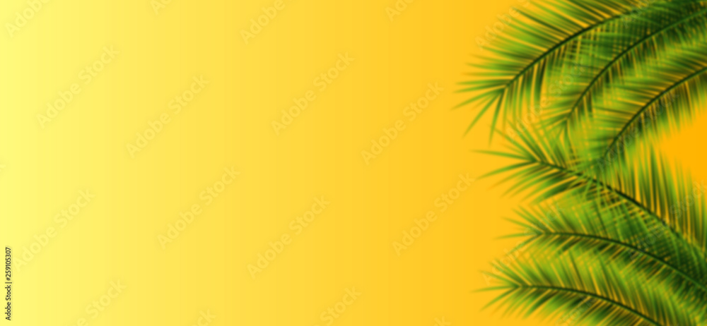 Sommer Palmen Hintergrund Sommer Palmen Hintergrund