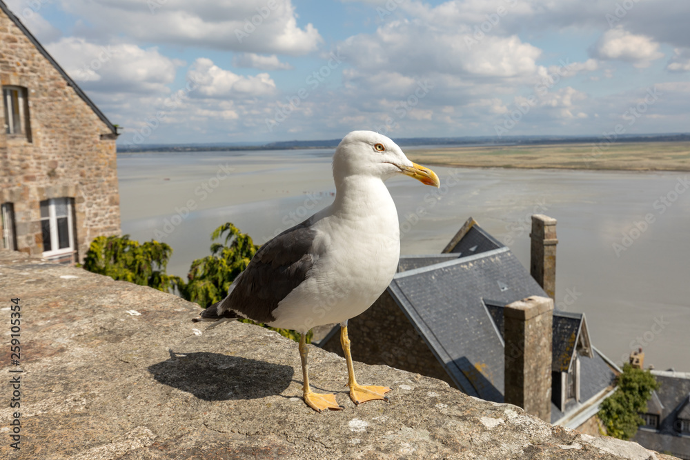 Seagull at Le Mont Saint-Michel, medieval fortified abbey and village on a tidal island in the Normandy, France, at low tide Seagull at Le Mont Saint-Michel, medieval fortified abbey and village on a tidal island in the Normandy, France, at low tide