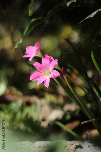 pink flower in the garden