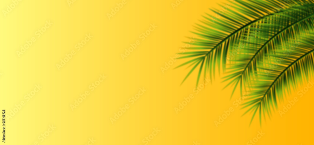Sommer Palmen Hintergrund Sommer Palmen Hintergrund
