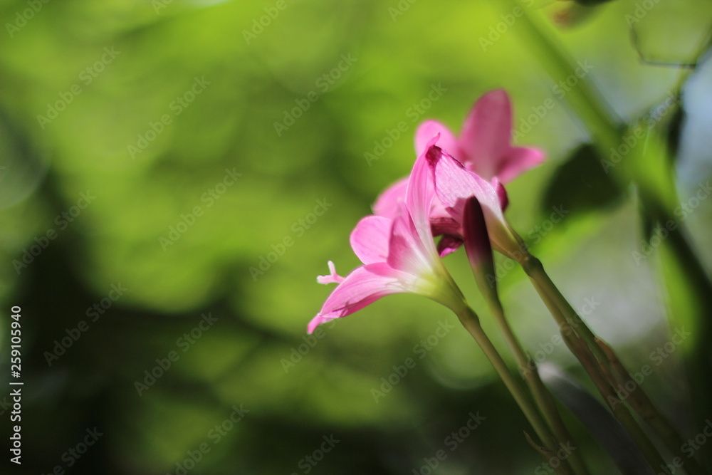 pink flower pink flower