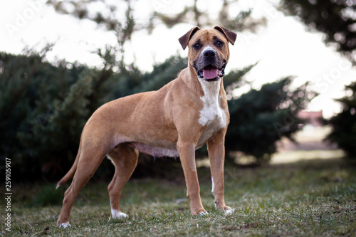 Brown dog