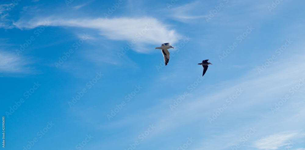 birds on blue sky