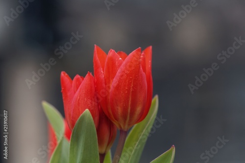Flowers of a multiflowered tulip, Tulipa praestans photo