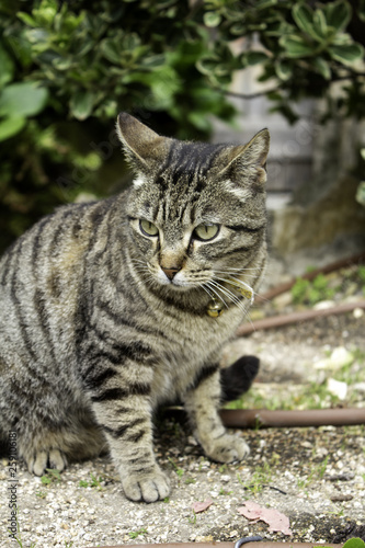 Tabby cat in street © celiafoto
