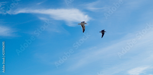 birds on blue sky